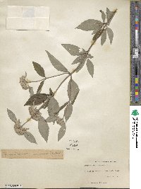 Pycnanthemum incanum image