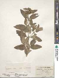 Pycnanthemum incanum image