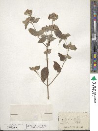 Pycnanthemum incanum image