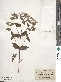 Pycnanthemum incanum image