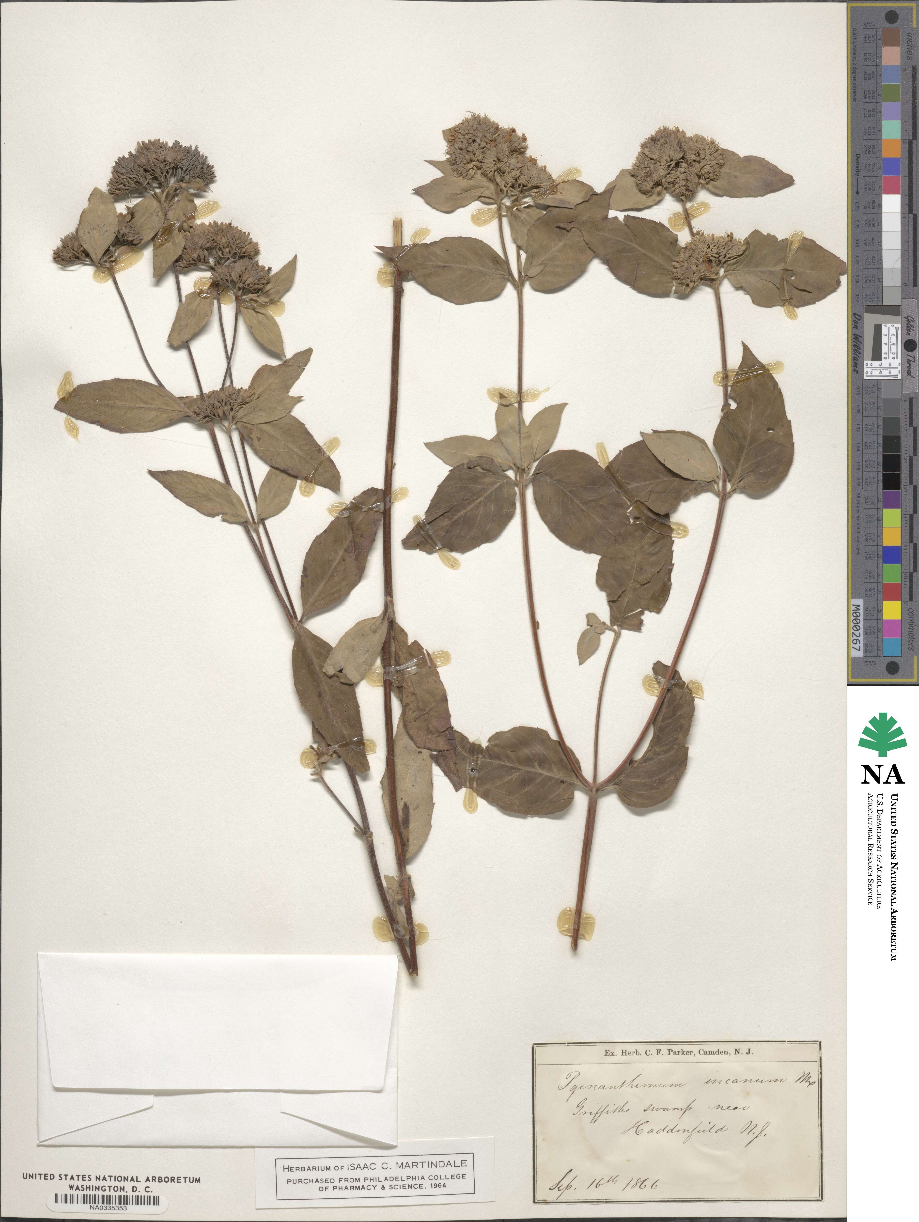 Pycnanthemum image