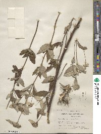 Pycnanthemum incanum image