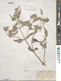 Pycnanthemum incanum image