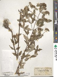 Pycnanthemum incanum image