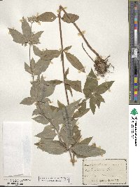 Pycnanthemum incanum image