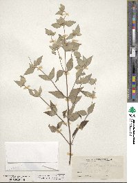 Pycnanthemum incanum image