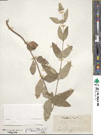 Pycnanthemum incanum image