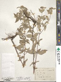 Pycnanthemum incanum image