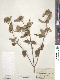 Pycnanthemum incanum image