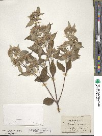 Pycnanthemum incanum image