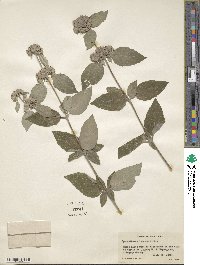 Pycnanthemum incanum image