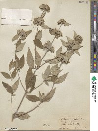 Pycnanthemum incanum image