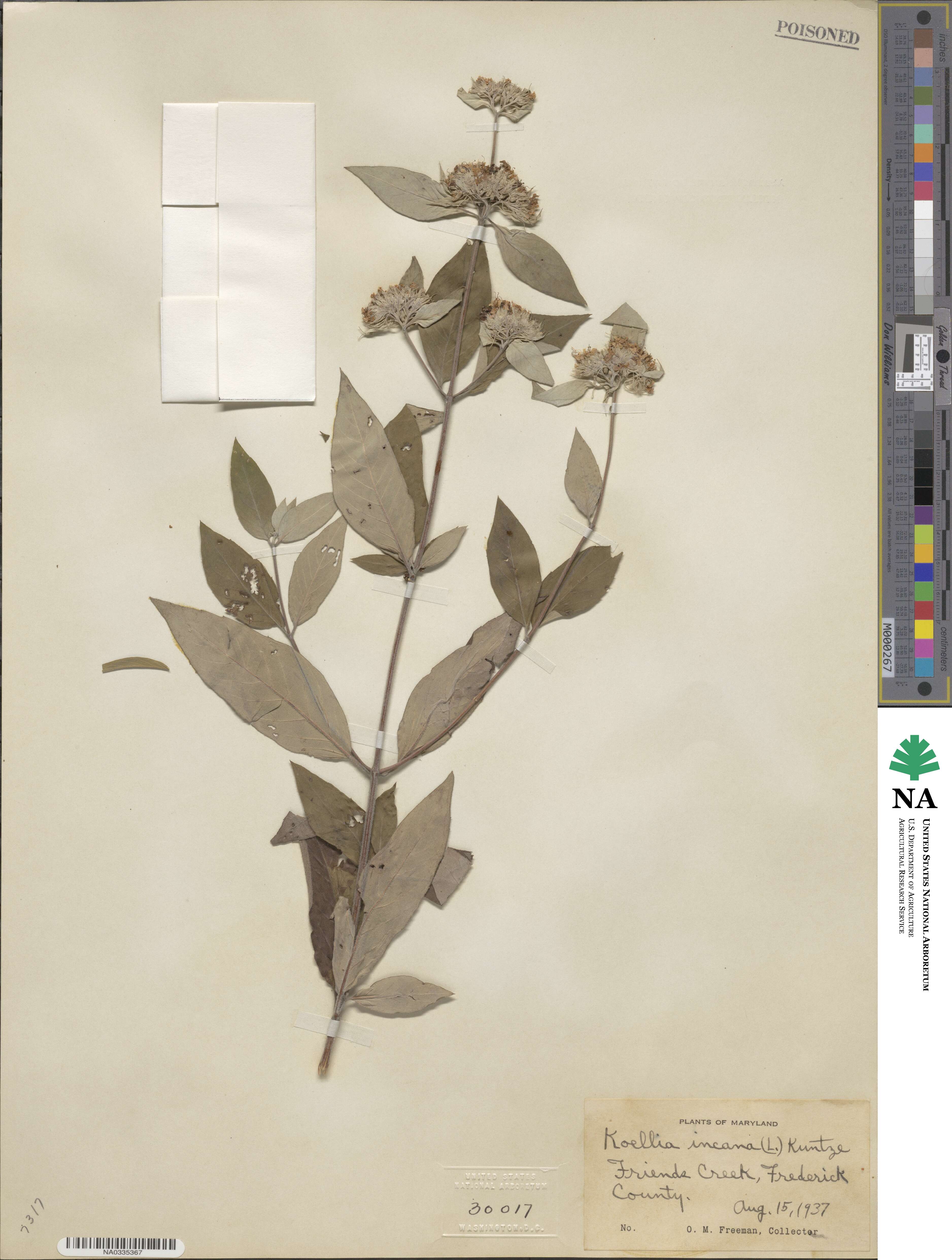 Pycnanthemum image