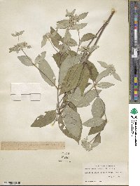 Pycnanthemum incanum image