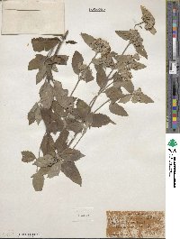 Pycnanthemum incanum image