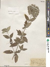 Pycnanthemum incanum image