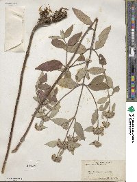 Pycnanthemum incanum image