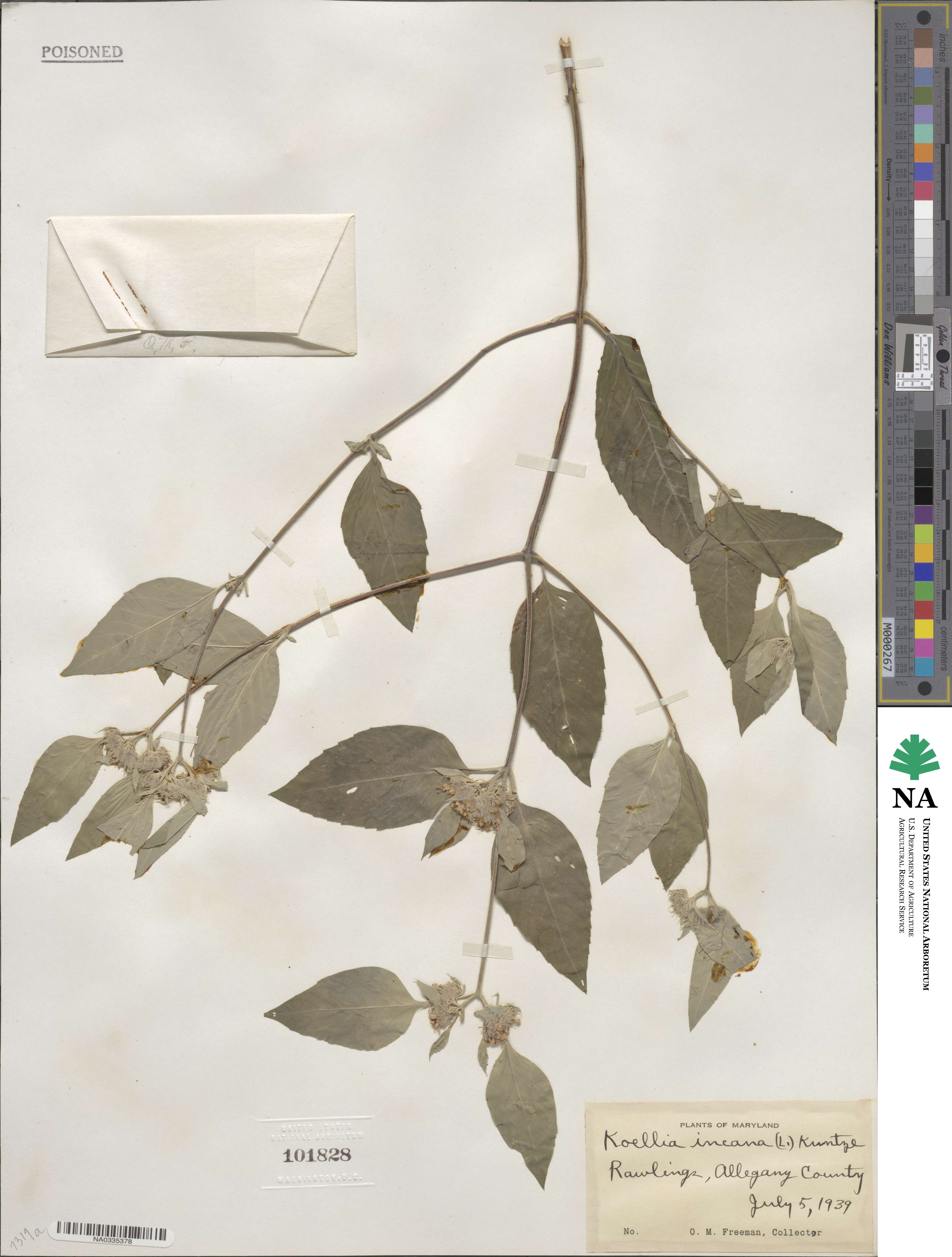Pycnanthemum incanum image