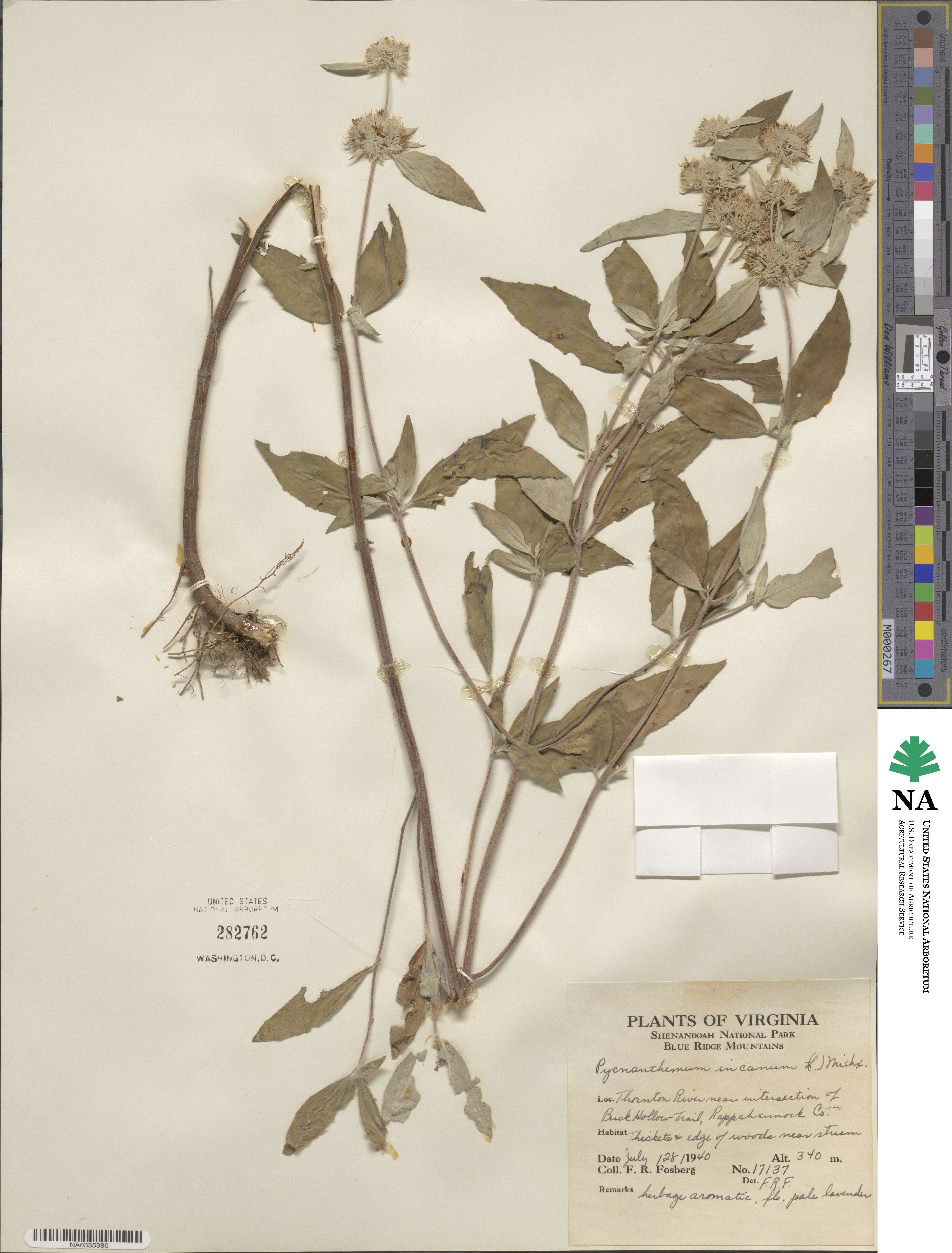 Pycnanthemum incanum image