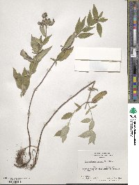 Pycnanthemum incanum image