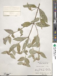 Pycnanthemum incanum image