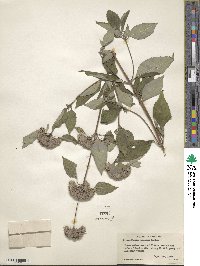 Pycnanthemum incanum image