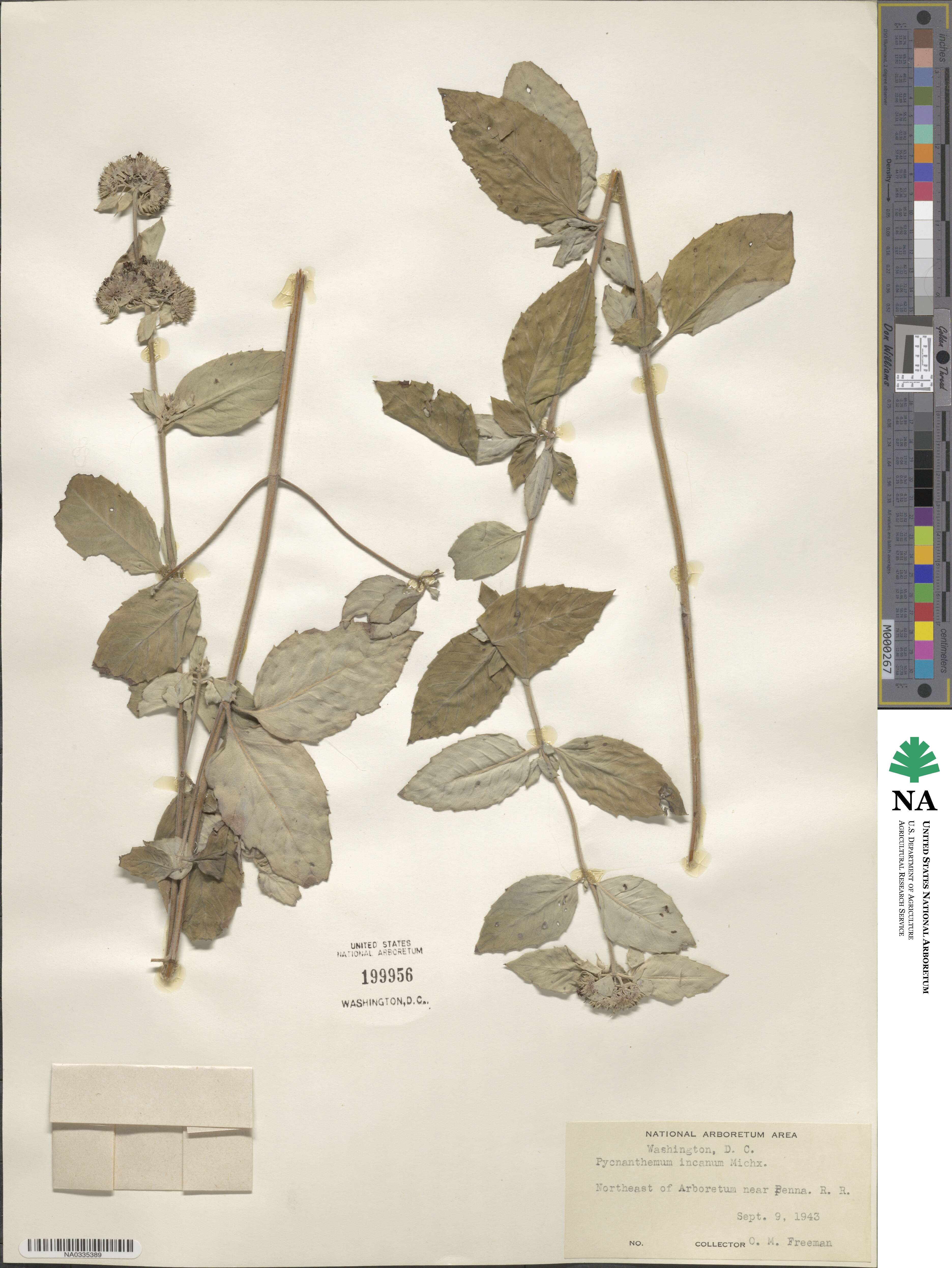 Pycnanthemum image