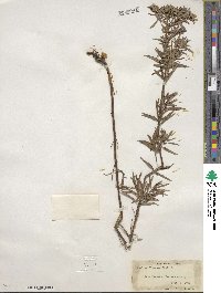 Pycnanthemum flexuosum image