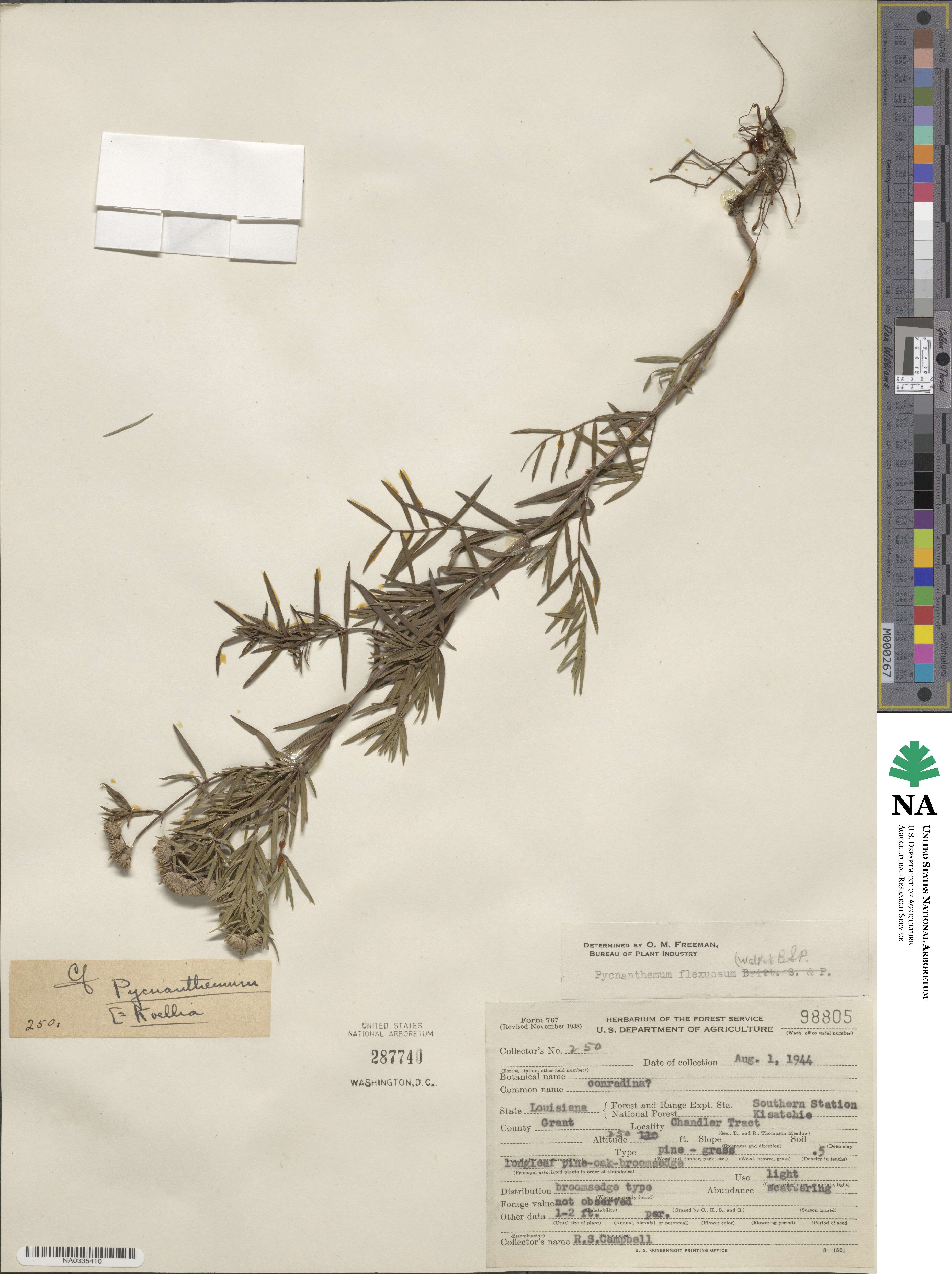 Pycnanthemum flexuosum image