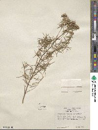 Pycnanthemum flexuosum image