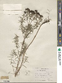 Pycnanthemum flexuosum image