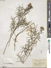 Pycnanthemum flexuosum image