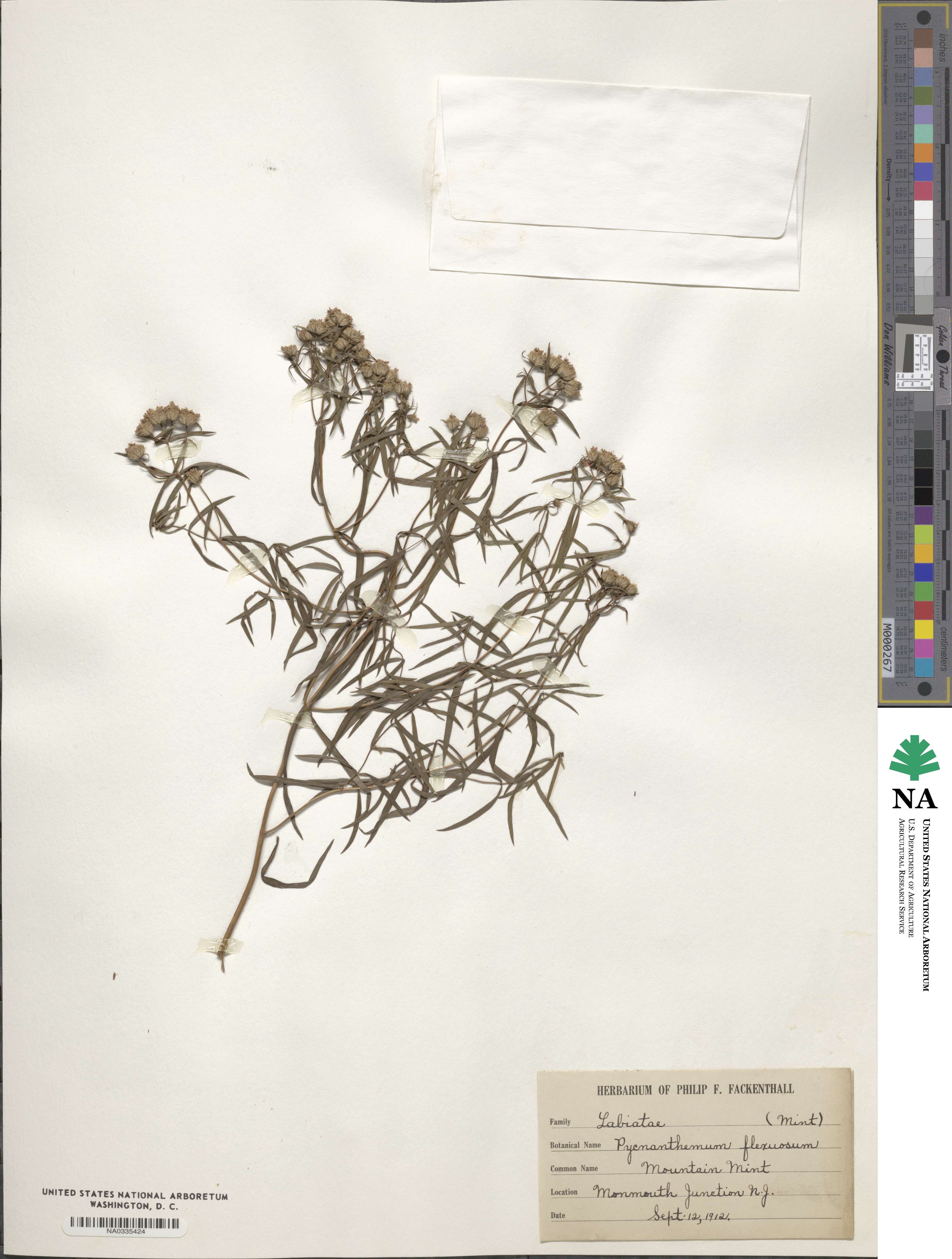 Pycnanthemum flexuosum image