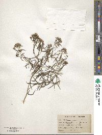 Pycnanthemum flexuosum image