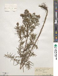 Pycnanthemum flexuosum image