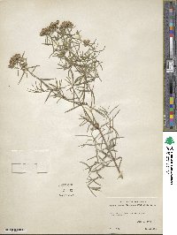 Pycnanthemum flexuosum image