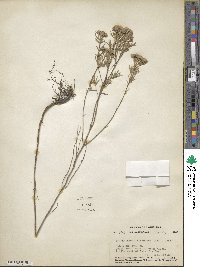 Pycnanthemum flexuosum image