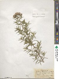 Pycnanthemum flexuosum image