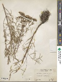 Pycnanthemum flexuosum image