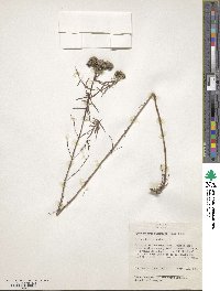 Pycnanthemum flexuosum image