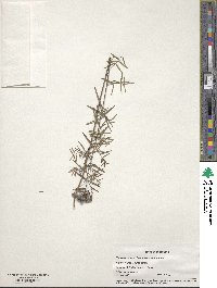 Pycnanthemum flexuosum image