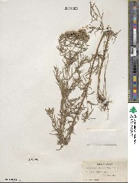 Pycnanthemum flexuosum image