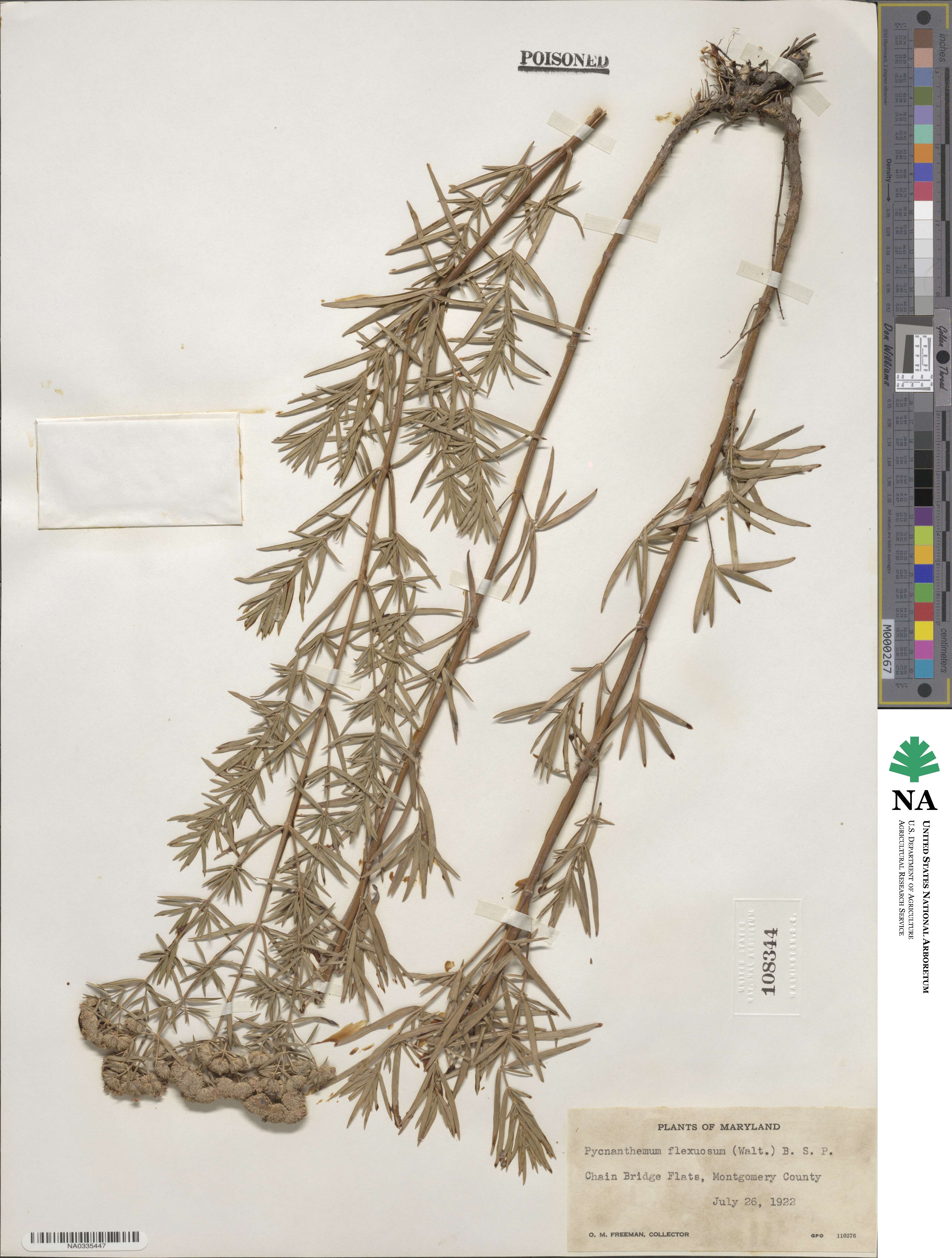 Pycnanthemum flexuosum image
