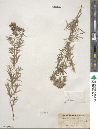 Pycnanthemum flexuosum image