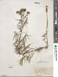 Pycnanthemum flexuosum image