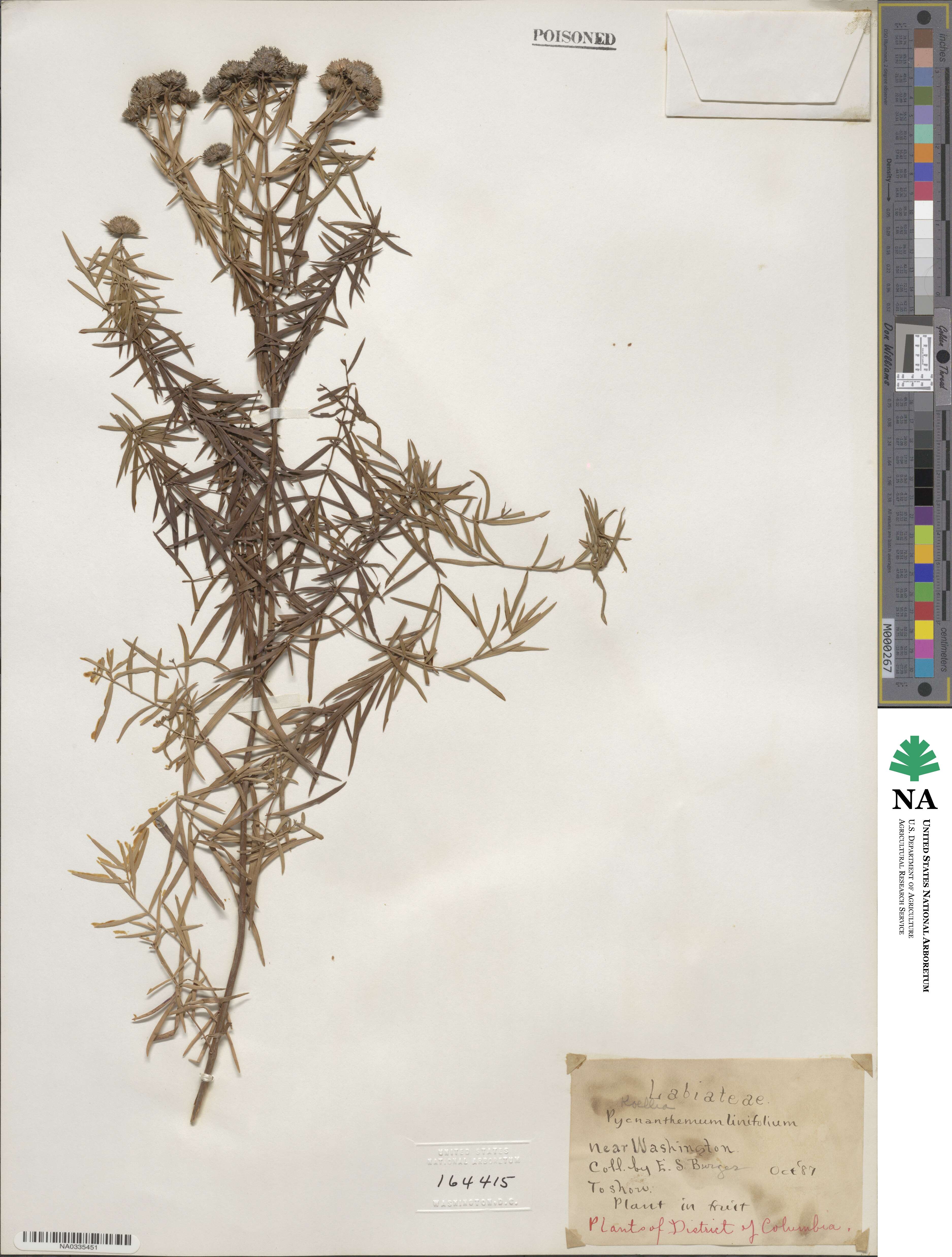 Pycnanthemum flexuosum image