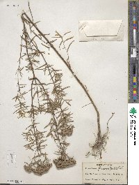 Pycnanthemum flexuosum image