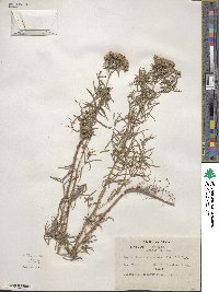 Pycnanthemum flexuosum image