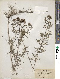 Pycnanthemum flexuosum image