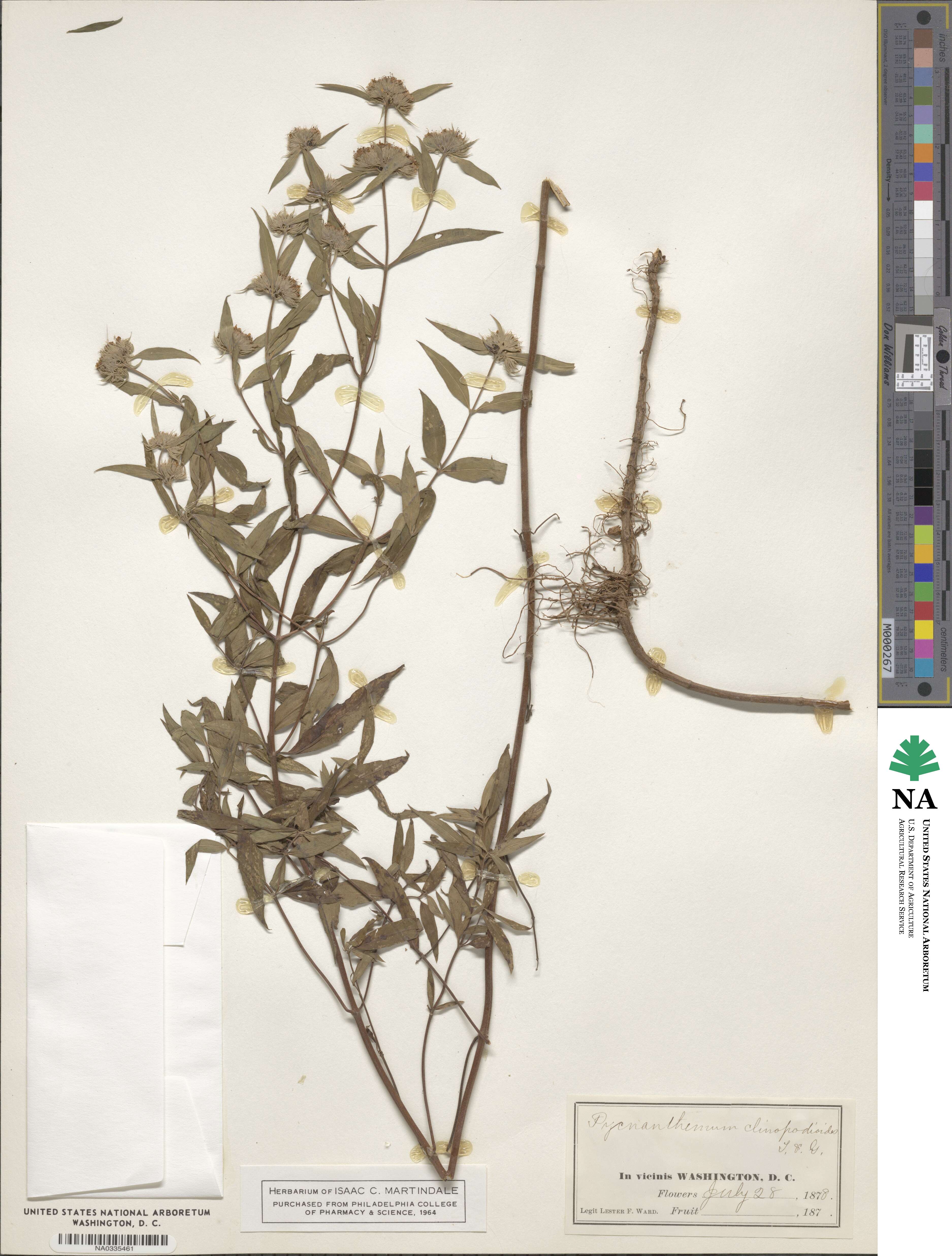 Pycnanthemum clinopodioides image